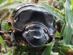 Dichotomius carolinus