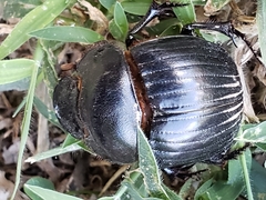 Dichotomius carolinus