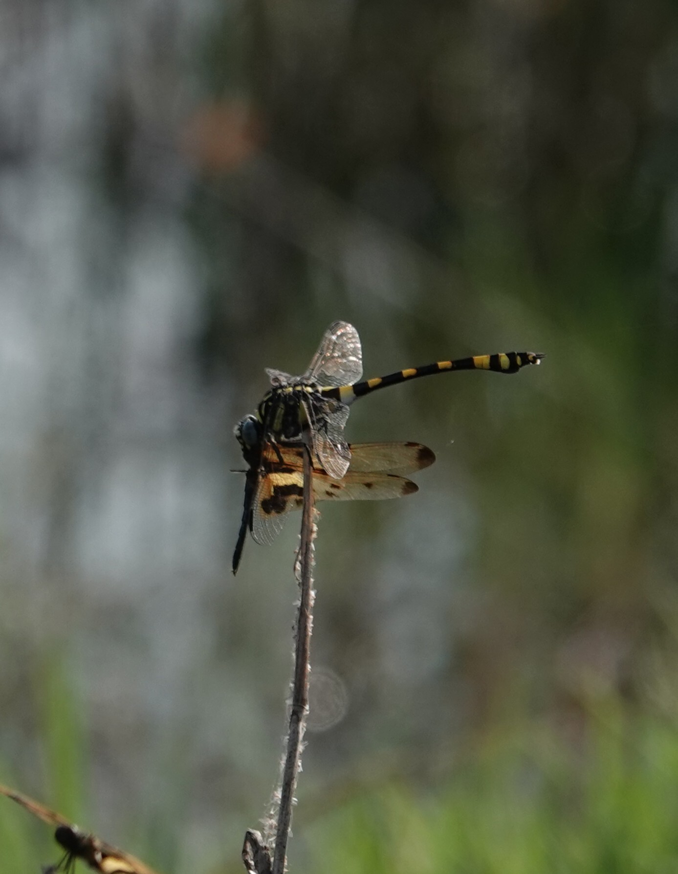 Indian Common Clubtail