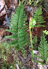 Myriopteris myriophylla