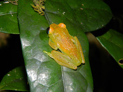 Boophis viridis