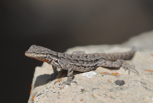 Ornate Tree Lizard, photo 5 of 8