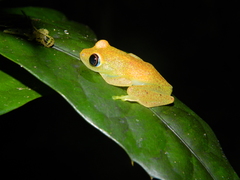 Boophis viridis