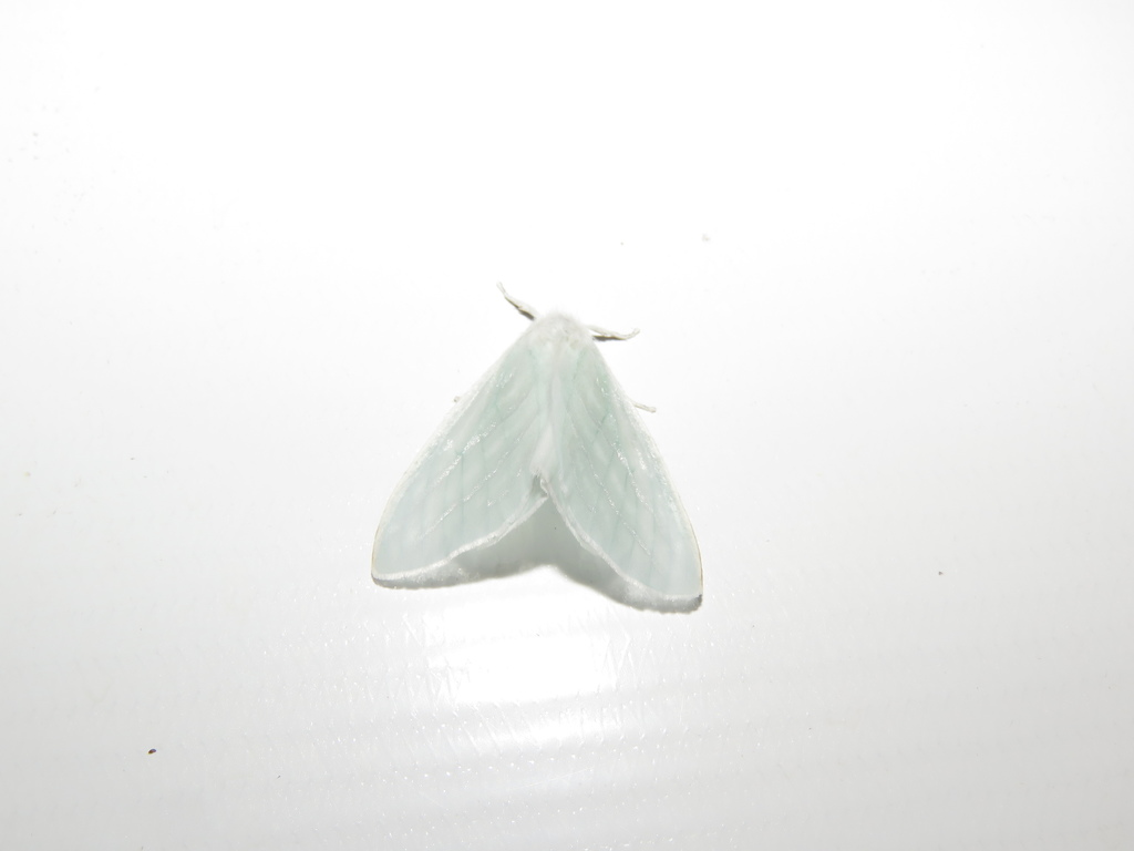 Leucoma maria