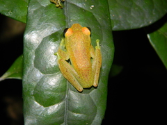 Boophis viridis