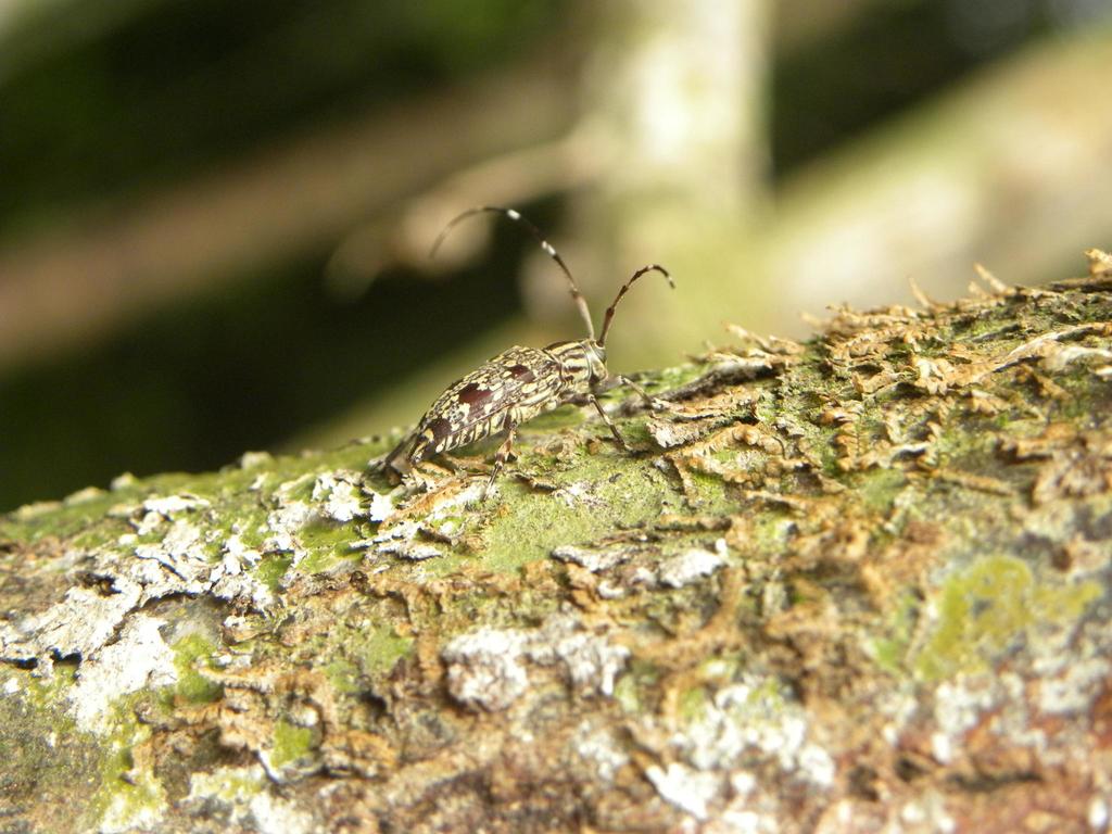 Colobothea pimplaea