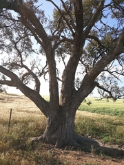 Eucalyptus largiflorens