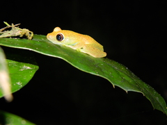 Boophis viridis