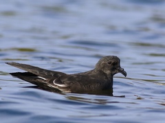 Leach's Storm Petrel photo 3