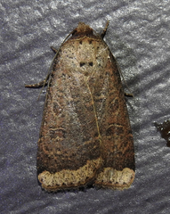 Abagrotis anchocelioides