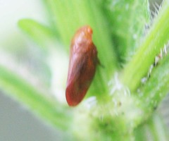 Eoscarta eos