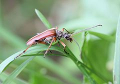 Stenocorus meridianus