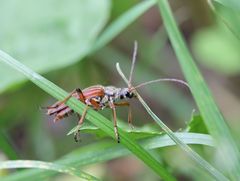Stenocorus meridianus