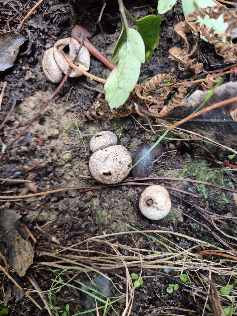 Lycoperdon compactum · July 2025 · photo: © rempson (iNaturalist, cc-by)