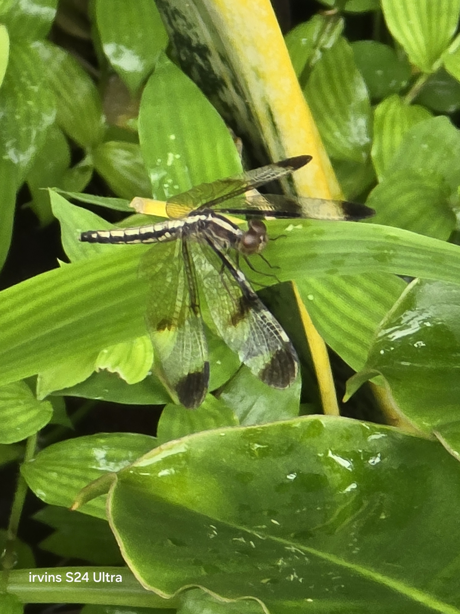 Pied Paddy Skimmer