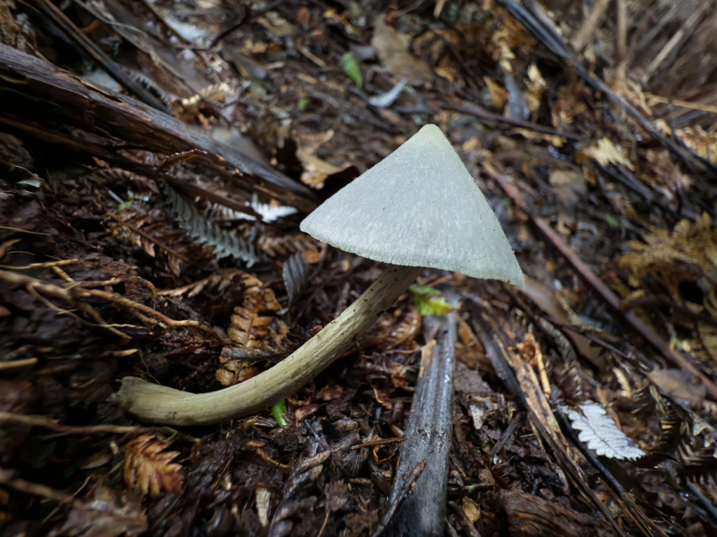 Entoloma canoconicum · July 2025 · photo: © jeremy_rolfe (iNaturalist, cc-by)