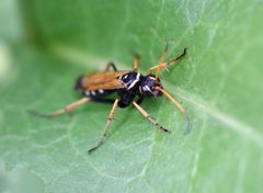 Parabatozonus lacerticida