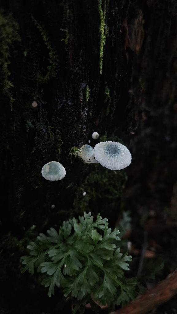 Mycena interrupta · July 2025 · photo: © charliethomas (iNaturalist, cc0)