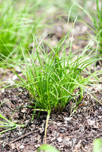 Carex heteroneura var. brevisquama