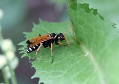 Parabatozonus lacerticida