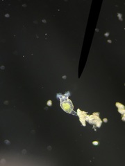 Philodina megalotrocha