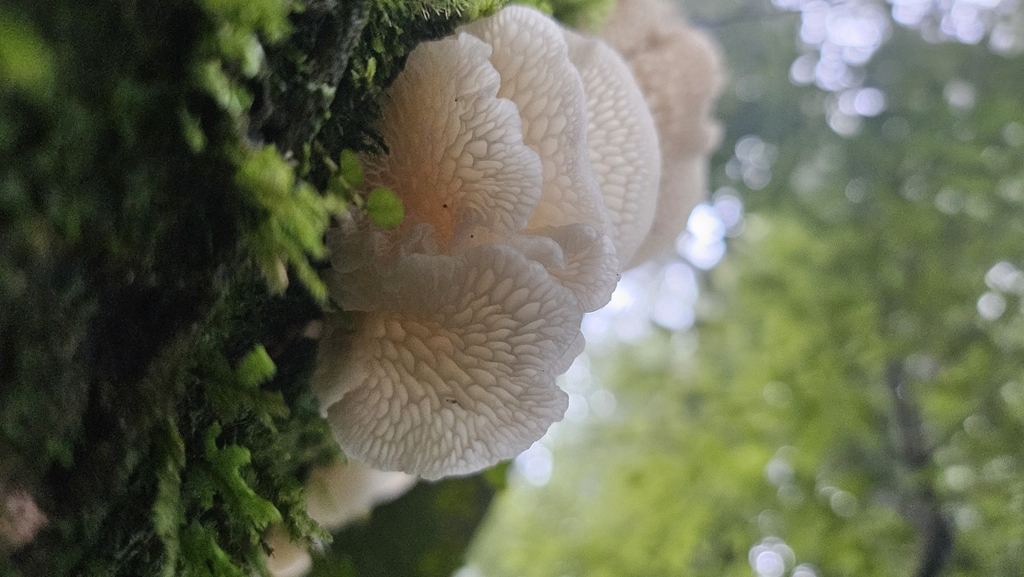 Favolaschia pustulosa · July 2025 · photo: © charliethomas (iNaturalist, cc0)