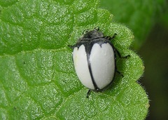 Epilachna nigrocincta