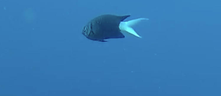 Black Chromis