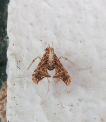 Lineodes hieroglyphalis