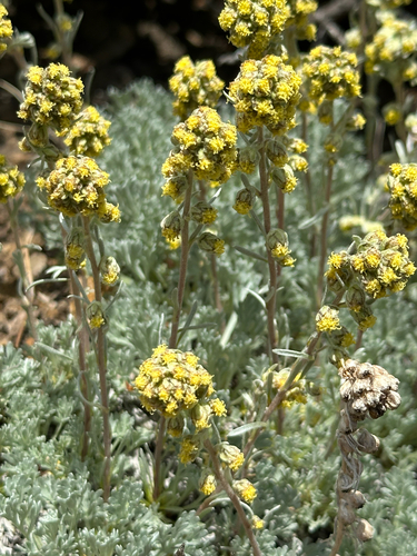 Three-fork Wormwood (Artemisia furcata)