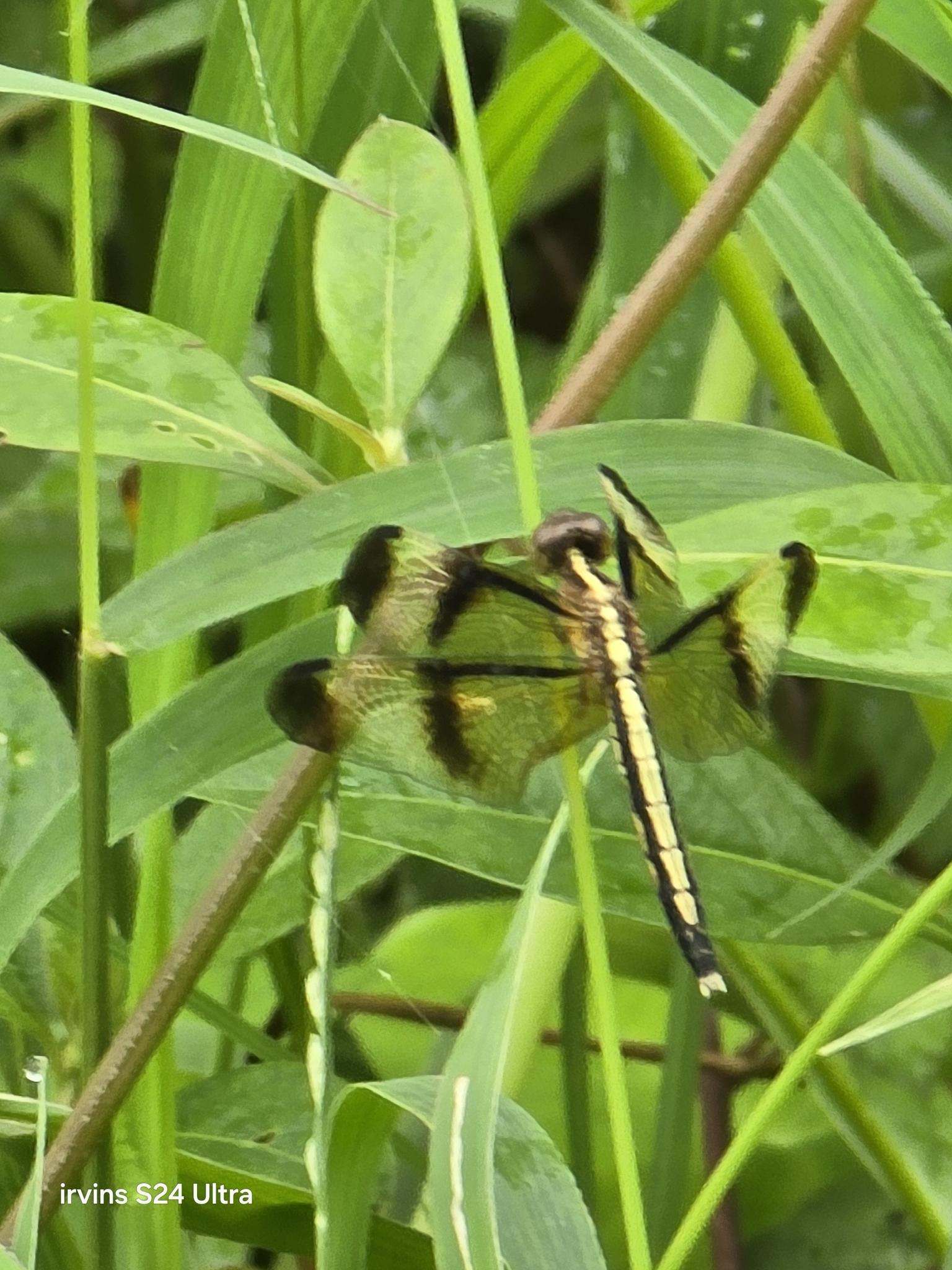 Pied Paddy Skimmer