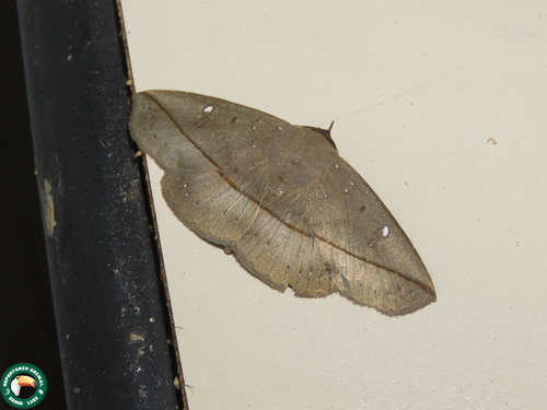 Lonomia achelous diabolus