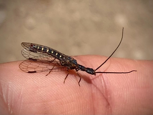 iNaturalist observation photo of American Square-headed Snakeflies