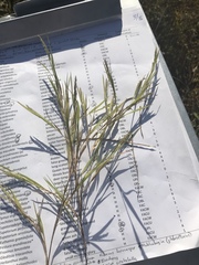 Muhlenbergia glabrifloris