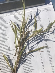 Muhlenbergia glabrifloris