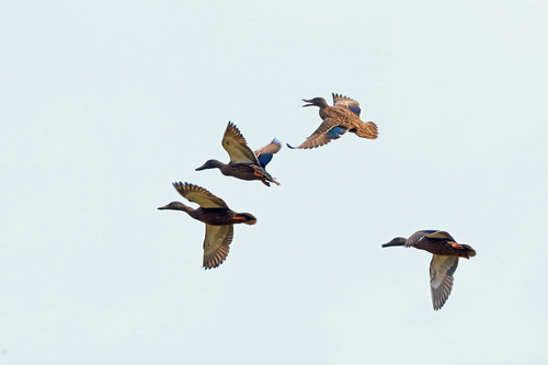 Meller's Duck