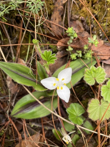 Matudanthus nanus (Matudanthus nanus)