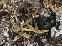 Kalanchoe daigremontiana