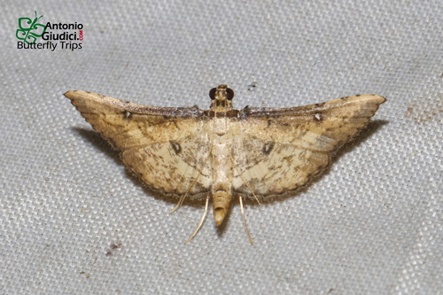 Eustenia