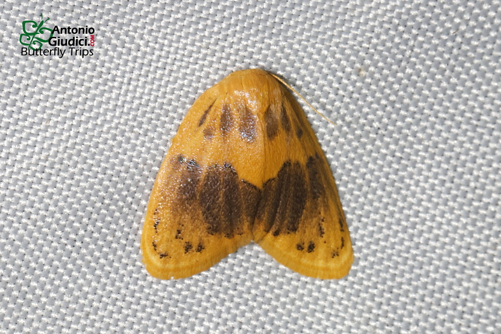 Cyclomilta basimaculata