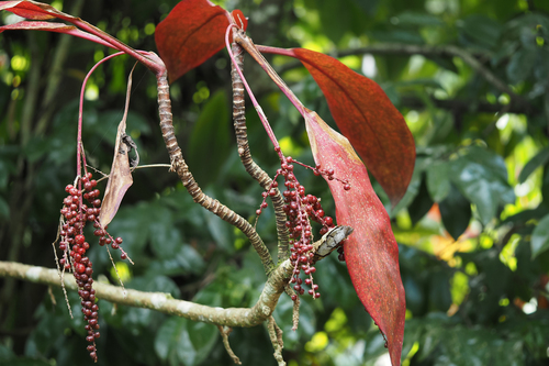 Cordyline fruticosa observed 2025-06-29