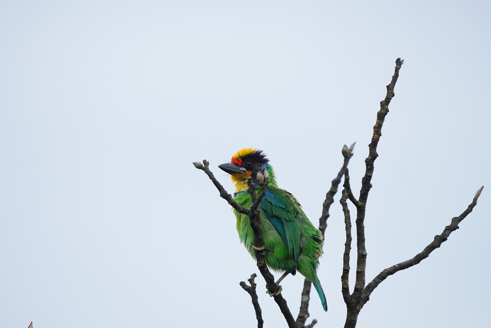 Necklaced Barbet (Psilopogon auricularis), photo 3