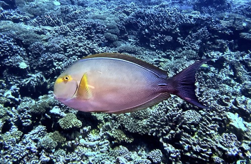 Geelvin-doktersvis (Acanthurus xanthopterus) — Acanthuridae — 4