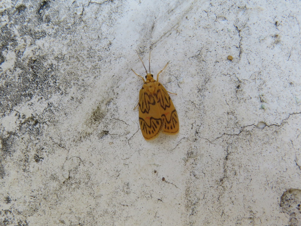 Prepiella sesapina