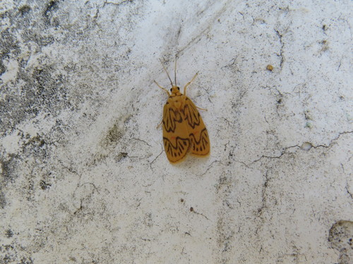 Prepiella sesapina