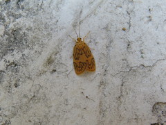Prepiella sesapina
