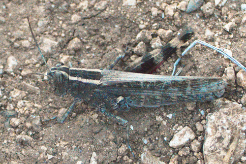 Heteracris annulosa
