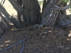 Crotalus oreganus concolor