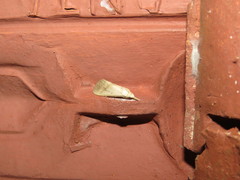 Macrochilo iteinalis