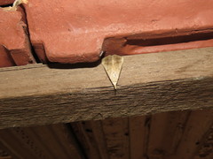 Macrochilo iteinalis